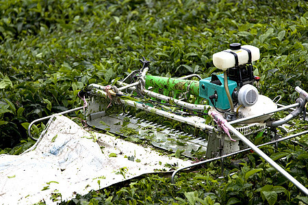 茶叶收获器植物刀具财产草药农业庄园叶子热带食物生产图片