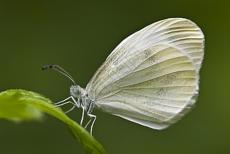 刺青蝴蝶(大白蝴蝶 Pieris sp )图片