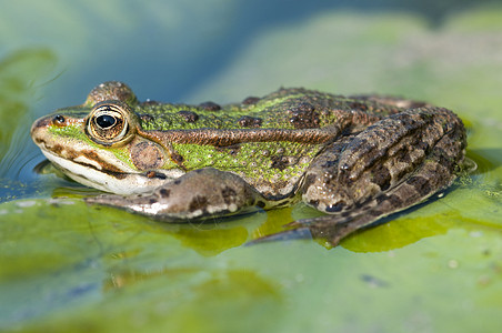 绿青蛙荷花林蛙池塘宏观图片