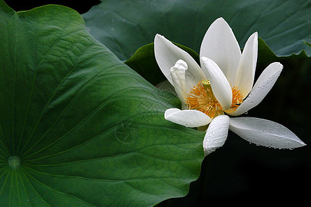 莲花花园热带餐厅生长水生植物绿色白色荷叶环境荷花池图片