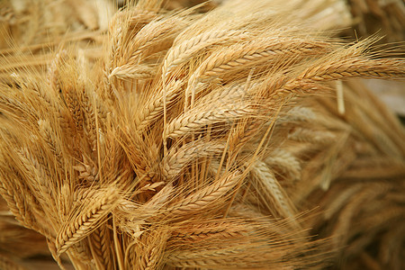 谷物耳朵饮食尖刺金子团体生长营养场景小麦背景植物图片