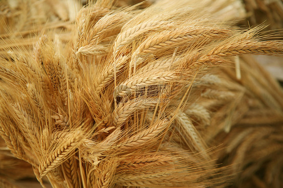 谷物耳朵饮食尖刺金子团体生长营养场景小麦背景植物图片