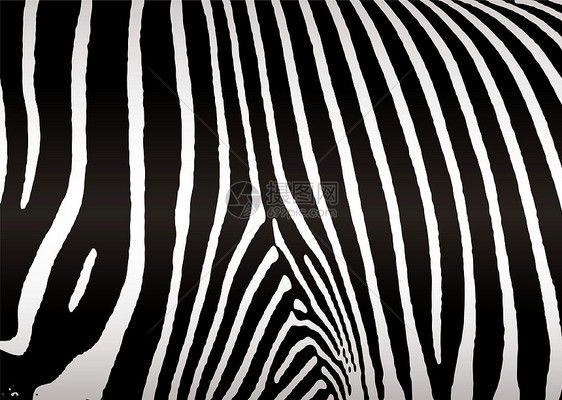 斑马皮肤荒野打印条纹白色线条野生动物正方形材料动物曲线图片