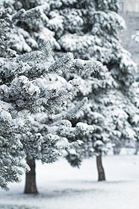 Fir 树胡同下雪花园寒意城市冷冻明信片针叶松树降雪背景图片