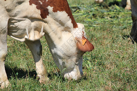 奶牛场地动物国家哺乳动物农场农村牛奶绿色白色蓝色图片