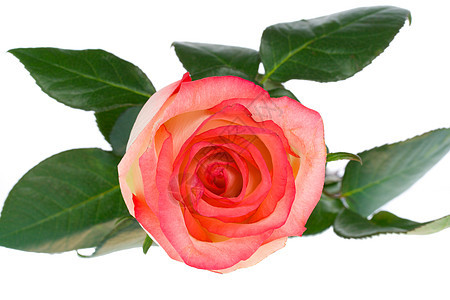 上面的粉红色和白色玫瑰近端视图图片