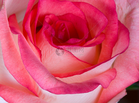 近身粉红白玫瑰图片