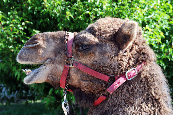 骆驼动物旅行脖子情调单峰沙漠运输晴天荒野旅游图片