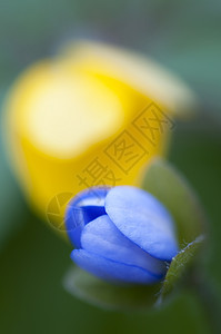 特写蓝色和黄色花朵背景图片