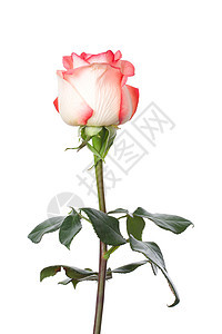 单粉和白玫瑰图片