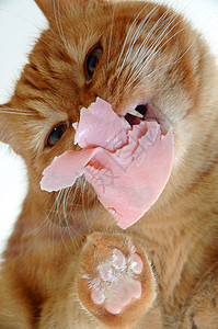 吃肉的猫图片