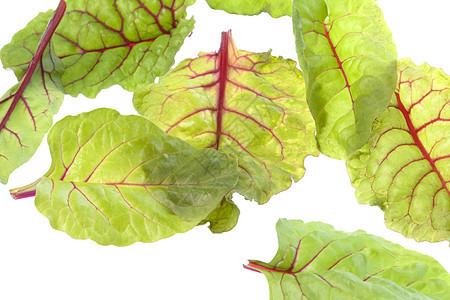 红色沙德孤立味道树叶植物学香料烹饪宏观农业植物草本药品图片