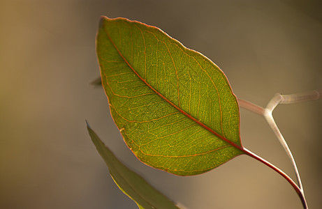 叶子花园季节橙子红色植物群绿色棕色活力夹子黄色图片