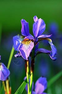 色彩多彩的虹膜生长叶子礼物生活鸢尾花植物蓝色紫色太阳植物群图片