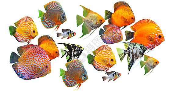 鱼群种类动物游泳宠物团体科鱼族馆黄色玻璃曲线图片