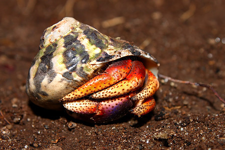 圣基茨岛的埃米特螃蟹动物生物学多样性生活甲壳生物生态小猫动物学环境图片