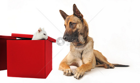马里和小猫友谊白色朋友们红色工作室盒子宠物警觉牧羊犬警卫图片