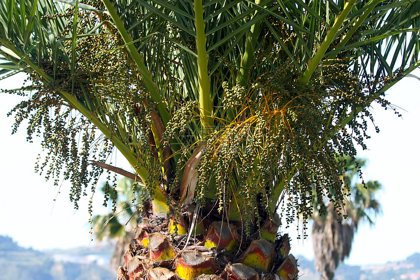 棕榈树细节旅行棕榈植物群阳光晴天热带植物绿色旅游椰子图片