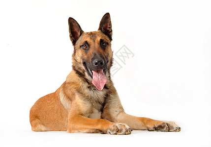 马里宠物牧羊犬犬类舌头警觉工作室警犬棕色动物图片