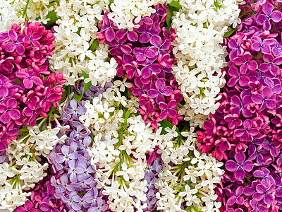 淡紫色背景花束花园生长香水花瓣植物学植物紫色园艺紫丁香图片