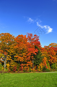 秋树绿地天篷太阳团体蓝色生长森林公园天空木头图片