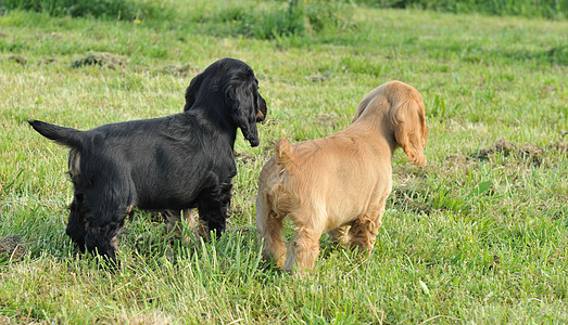 小小狗棕色场地草地警觉动物宠物黑色图片