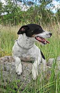 杰克 鲁塞尔梯列动物宠物衣领猎狗犬类白色图片
