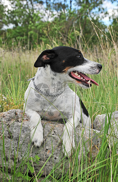 杰克 鲁塞尔梯列动物宠物衣领猎狗犬类白色图片