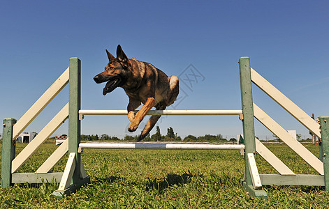 跳跃德国牧羊人宠物犬类警卫忠诚牧羊犬动物运动乐趣棕色哺乳动物图片