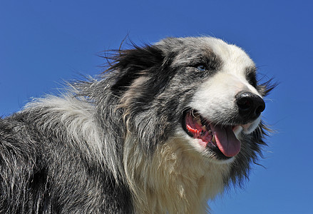 边边框collie动物牧羊人牧羊犬灰色伴侣天空蓝色陨石宠物犬类图片
