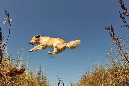 跳跳狗锻炼运动蓝色宠物猎狗金子草地训练天空犬类图片