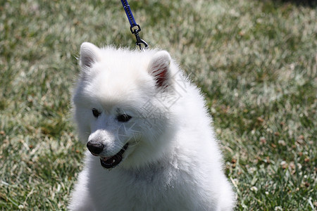 美国爱斯基摩犬森林绿色动物守护安全衣领操场警卫公园宠物图片