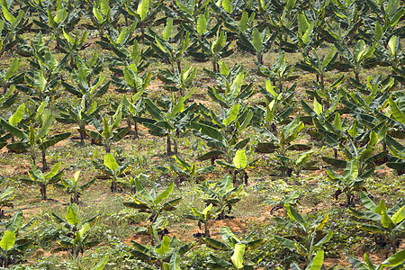 香蕉种植园植物树叶热带种植果园叶子种植园场地食物财产图片