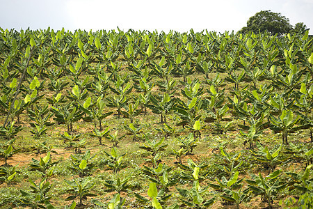 香蕉种植园场地植物种植园食物种植热带树木叶子果园农业图片