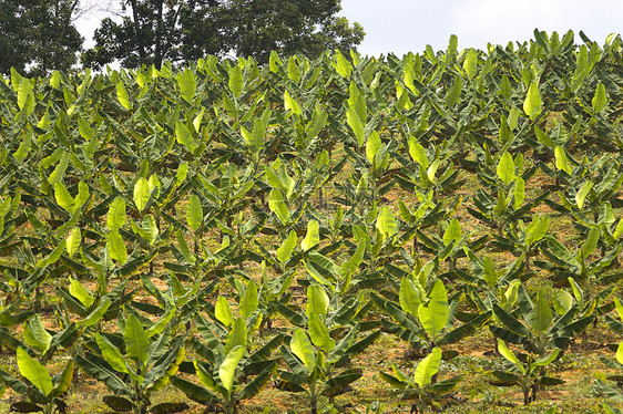 香蕉种植园树木农业植物热带种植食物果园树叶水果财产图片