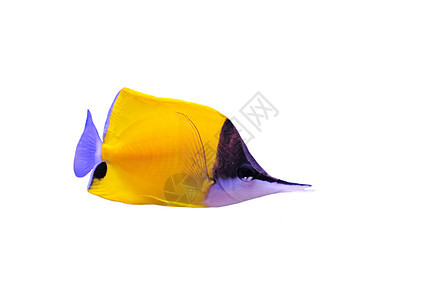 黄龙鼻蝴蝶鱼钳工热带白色黄色鱼缸蝶鱼珊瑚动物水族馆鼻子背景图片