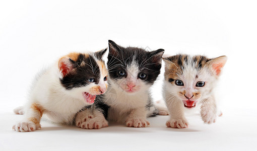 小猫爪子哺乳动物黑色宠物动物婴儿工作室团体白色三色图片