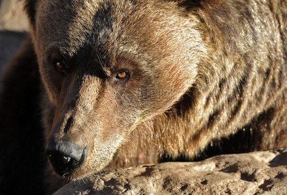 灰熊肖像棕色动物野生动物眼睛捕食者荒野警觉图片