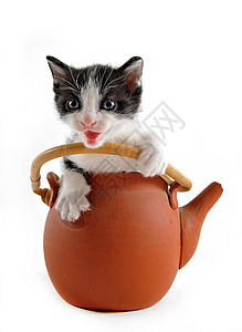 茶壶小猫用具白色工作室动物平底锅黑色哺乳动物婴儿厨房宠物图片