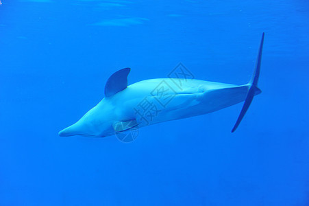 海豚水族馆蓝色鲸类海上生活尾鳍游泳尾巴动物图片