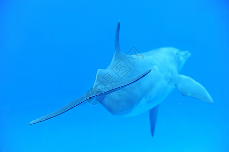 海豚蓝色鲸类游泳水族馆微笑尾巴玻璃尾鳍生活动物图片