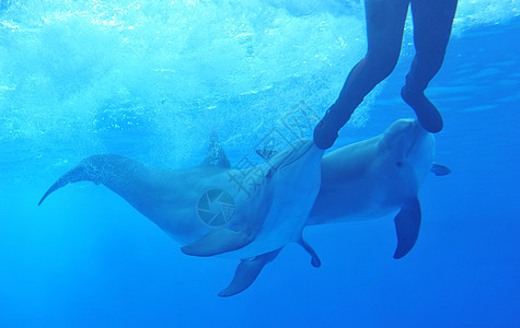 海豚与人玩游泳马戏团活动生活蓝色男人鲸类尾巴动物尾鳍图片