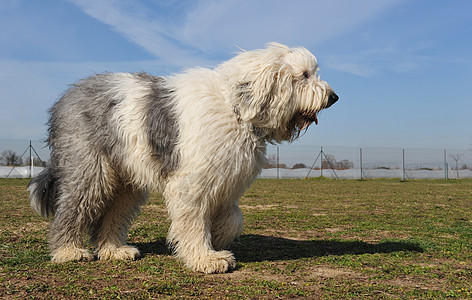 英国老牧羊犬场地犬类白色短尾双色天空草地蓝色宠物牧羊犬图片