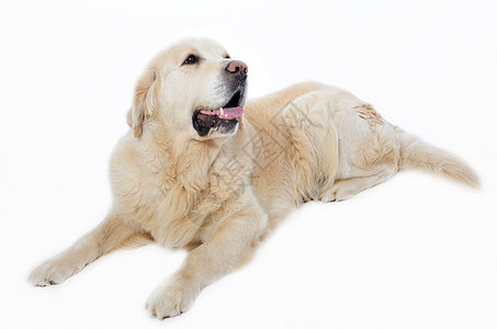 金毛猎犬猎犬舌头宠物白色动物工作室犬类图片