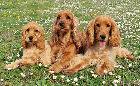 家用公鸡女性动物花朵场地宠物棕色犬类男性草地家庭图片