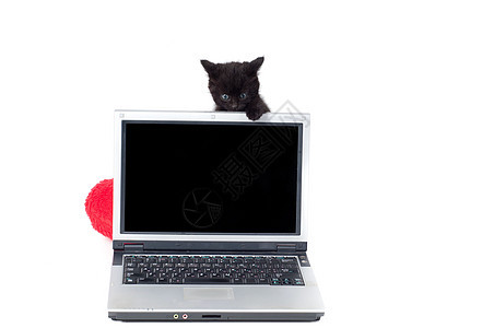 小可爱小猫咪蓝色爪子眼睛笔记本电脑宠物晶须猫科动物孩子短发图片