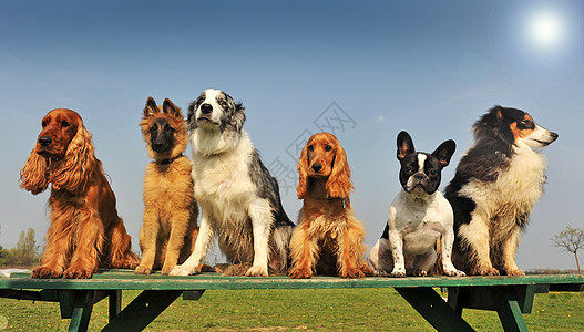 小狗警觉牧羊人朋友们犬类英语牧羊犬天空友谊蓝色婴儿图片