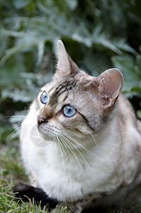 Bengal 猫眼睛花园猫咪小猫短发胡须毛皮绿色棕色宠物图片