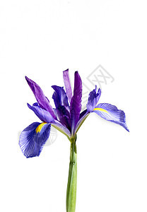 伊瑞斯复数白色紫色百合宏观花瓣植物鸢尾花黄色植物群图片