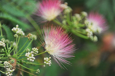 阿尔比齐亚贾利比里辛叶子粉色合欢粉红高清图片
